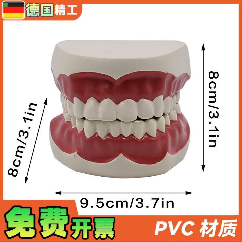 德国】1比1牙齿护理保健模型高级口腔清洁模型保健牙护理教学模具