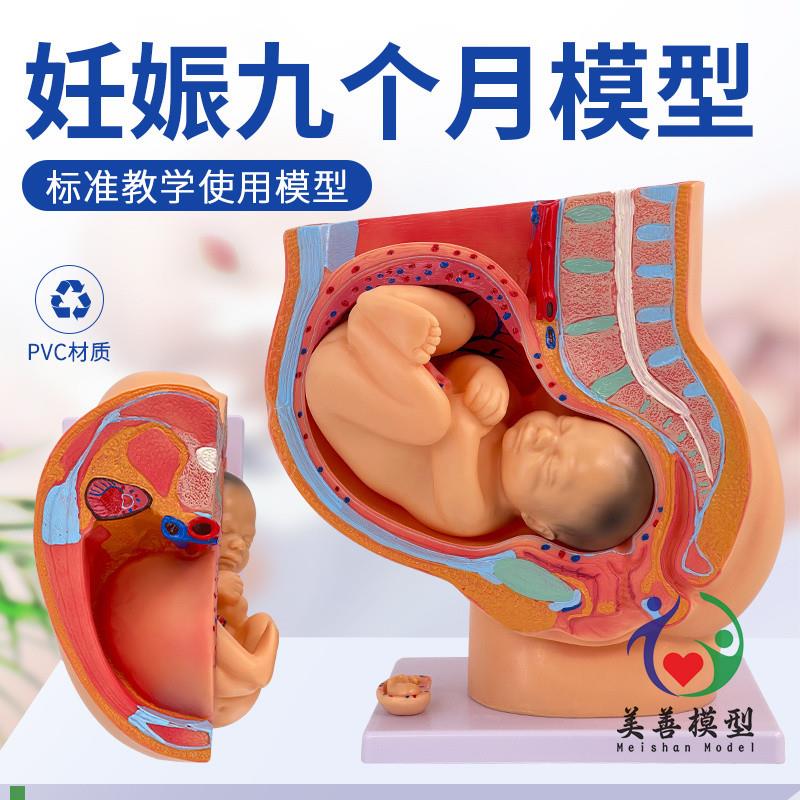 胚胎模型女性盆腔附足月胎儿模B型妊娠发育九个月胎儿子宫模具