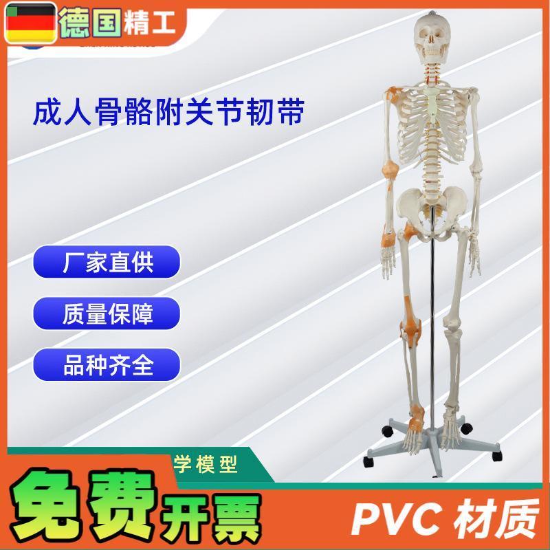 成人骨骼附关节韧带模型 医学教学器材 实验演示模型