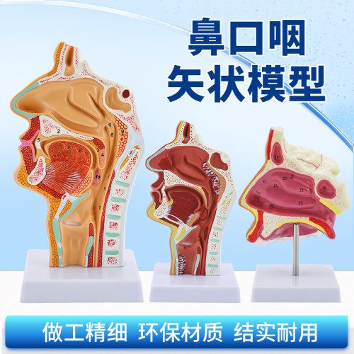 教学仿真鼻腔模型咽喉解r剖鼻咽腔标本耳鼻喉科内侧面血管神经教