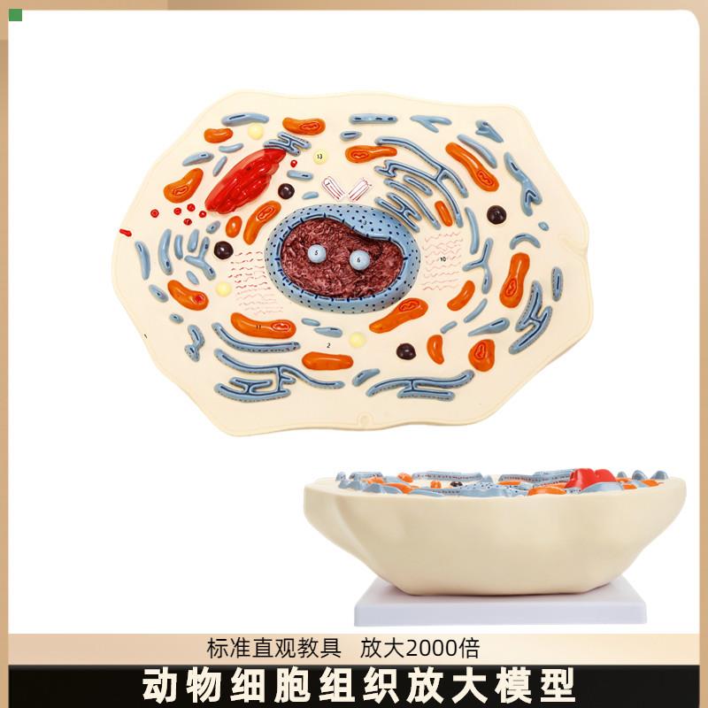 动物细胞模型显微结构解剖模型 细胞膜 细胞质 细胞核 线粒体