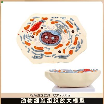 动物细胞模型显微结构解剖模型 细胞膜 细胞质 细胞核 线粒体