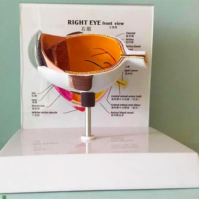 眼球模型眼睛结构解剖教具v眼球半边人体眼球眼珠晶片虹膜角膜包