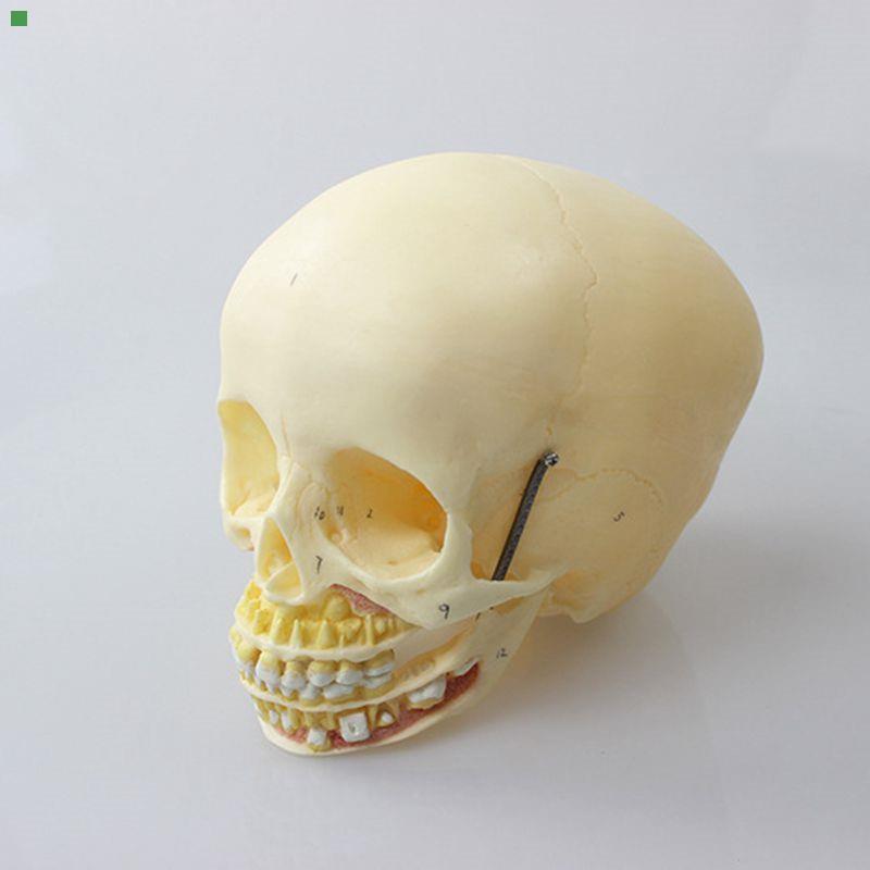 瑞泰医学模型儿童头骨上颚下颌骨口腔牙齿1比1仿真婴儿颅骨囟门缝