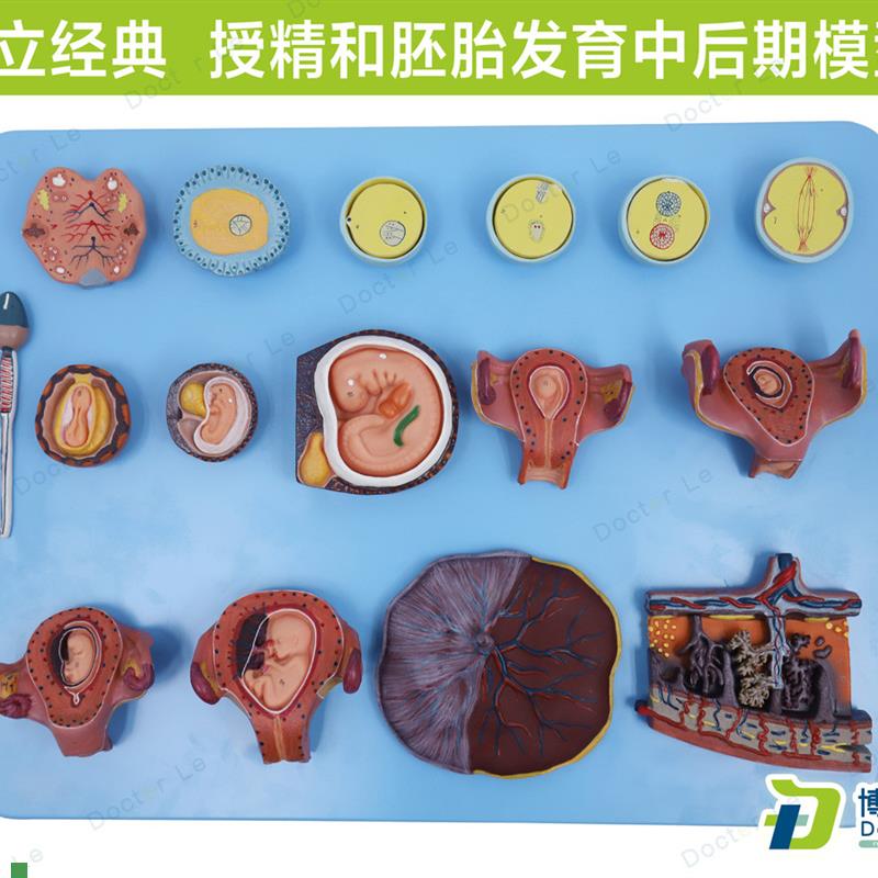 受精与早期胚胎发育过程t模型计生展示胎儿孕育过程模型卵细胞