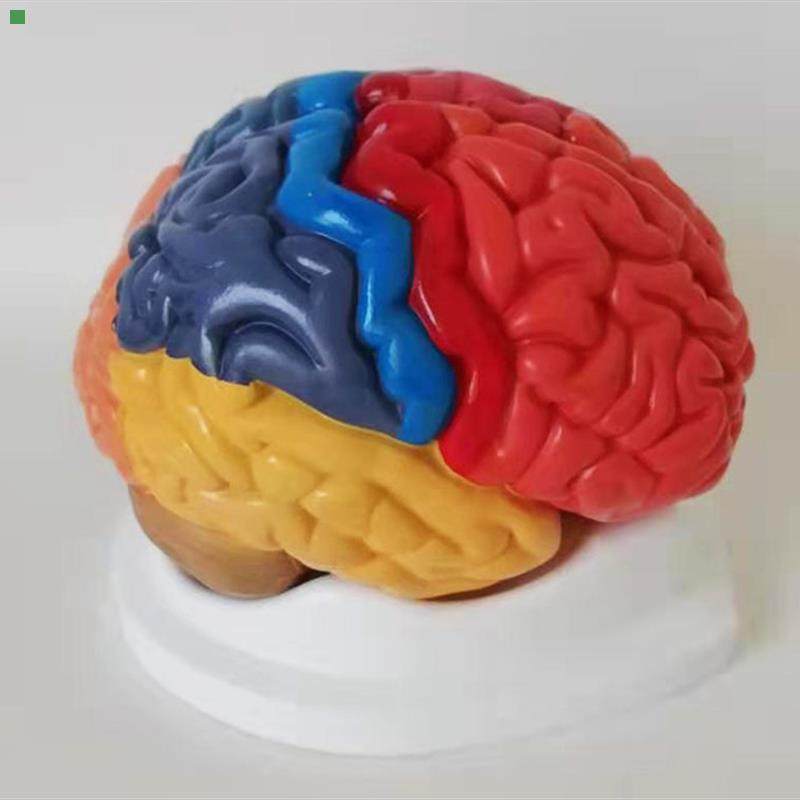 大脑模型脑分区脑干大脑小脑部构造关系脑功能区解剖听觉区运动区