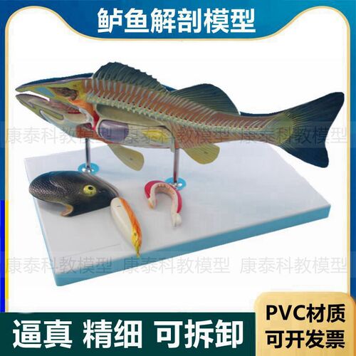 鱼解剖模型鲈鱼内l脏可拆卸标识水产教学标本研究鲫鱼放大模型仿