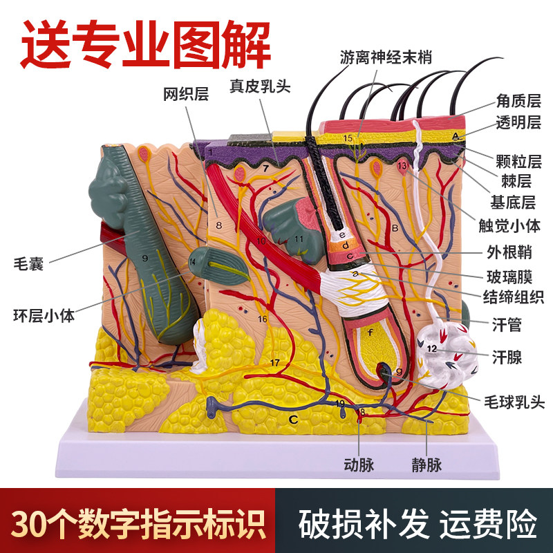 50倍人体皮肤组l织结构放大解剖模型医学美容整形立体皮肤放大模