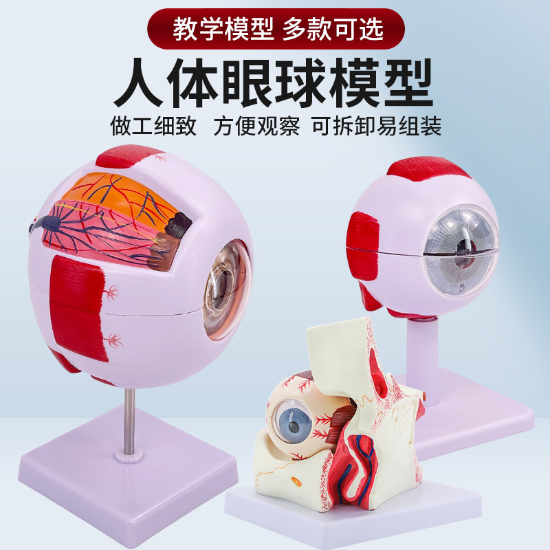 人体眼球模型放大眼睛眼球结构构造解剖模型教学仪U器眼珠玩具医