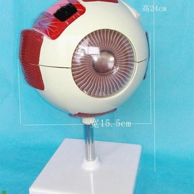 包邮眼球解剖模型(6倍)眼y模型器官解剖模医用人体标本模型