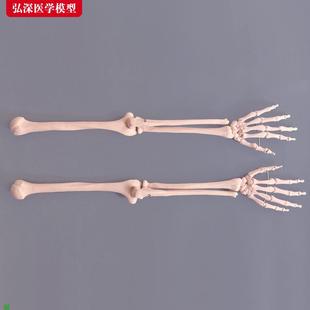 手掌骨模型人体上肢骨p骼腕关节手臂桡骨尺骨医学教学模具教具道