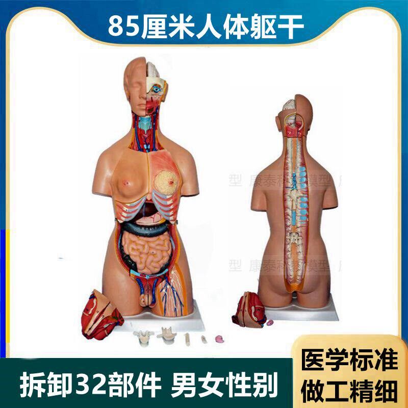 85厘米b高半身躯干模型内脏拆卸32件男女性别背部解剖医学标准解