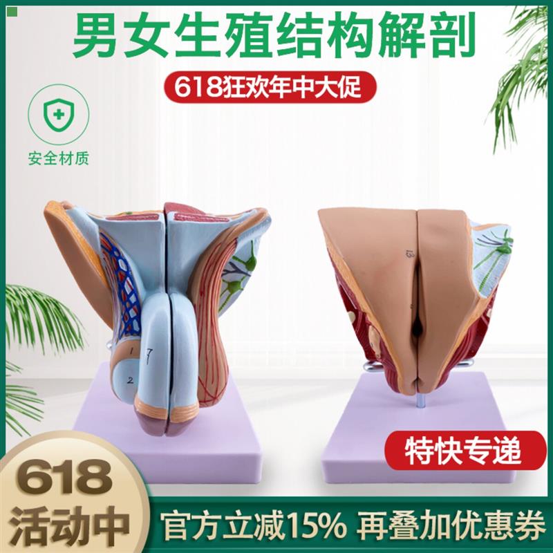 人体器官结构解剖模型可拆装男女性生殖矢装剖面医学教学演示教具