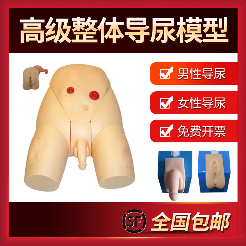 男女性别可互换整l体导尿模型 着装式内外生殖器模具 护士导尿练