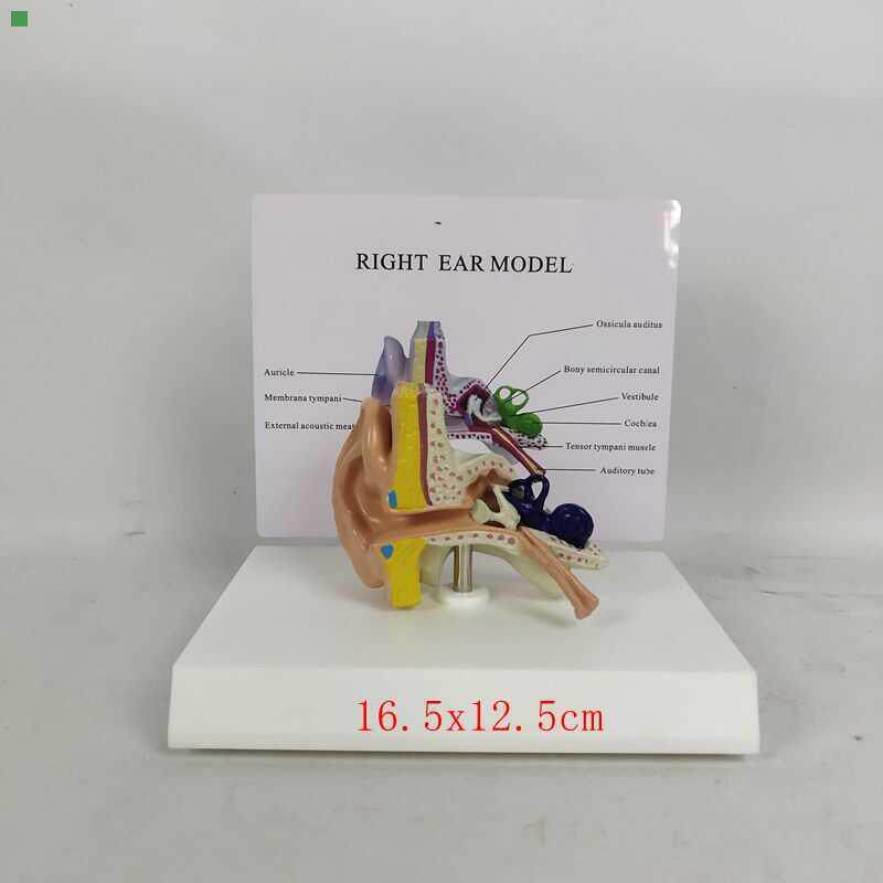 耳朵解剖模型耳蜗鼓膜听小骨外耳道咽鼓管耳科耳鼻喉科教具