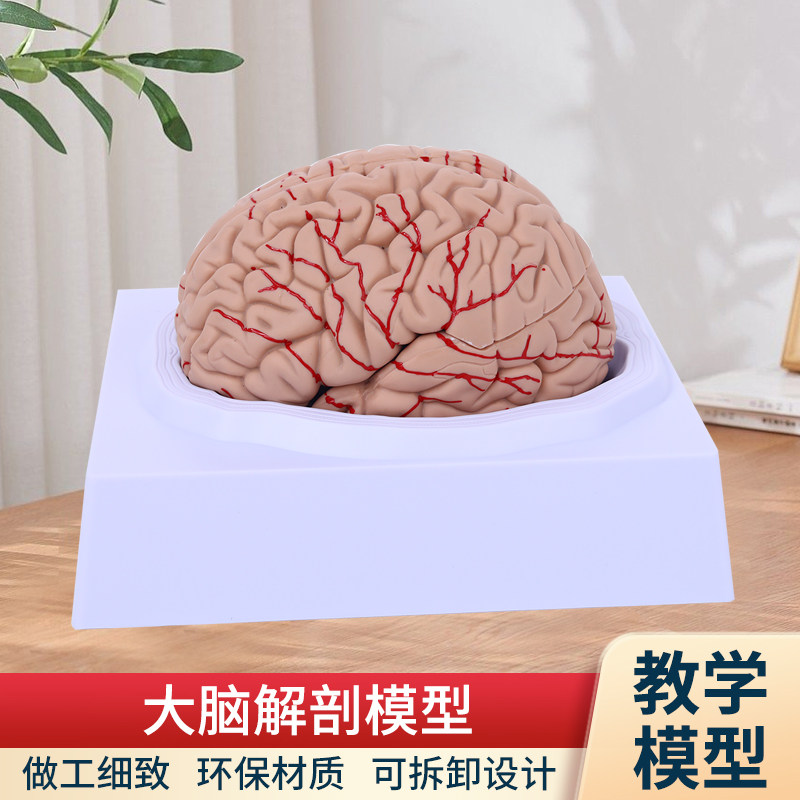 人体大脑解剖f模型人体器官结构教学模型可拆装8部件医用摆件讲解