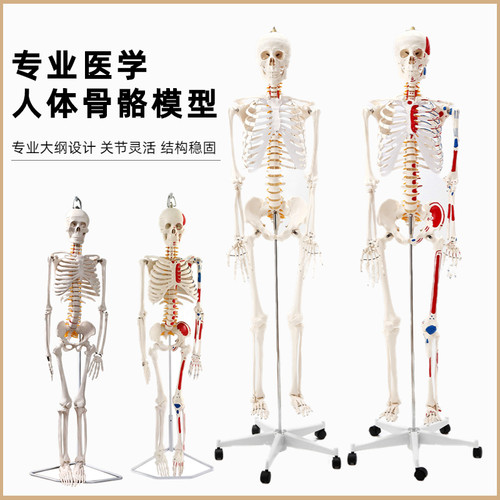 85cm人体骨骼模型170tcm骨架人体骨架成人大白骷髅标本教学脊椎全