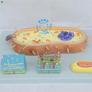 普信 细菌模型 细胞核模型 染色体模型 生物教学模型 鞭毛模型