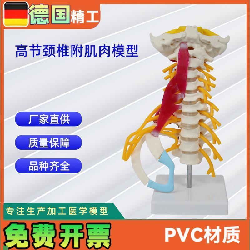 高级颈椎附肌肉模型仿真人J体颈椎医学展示模型