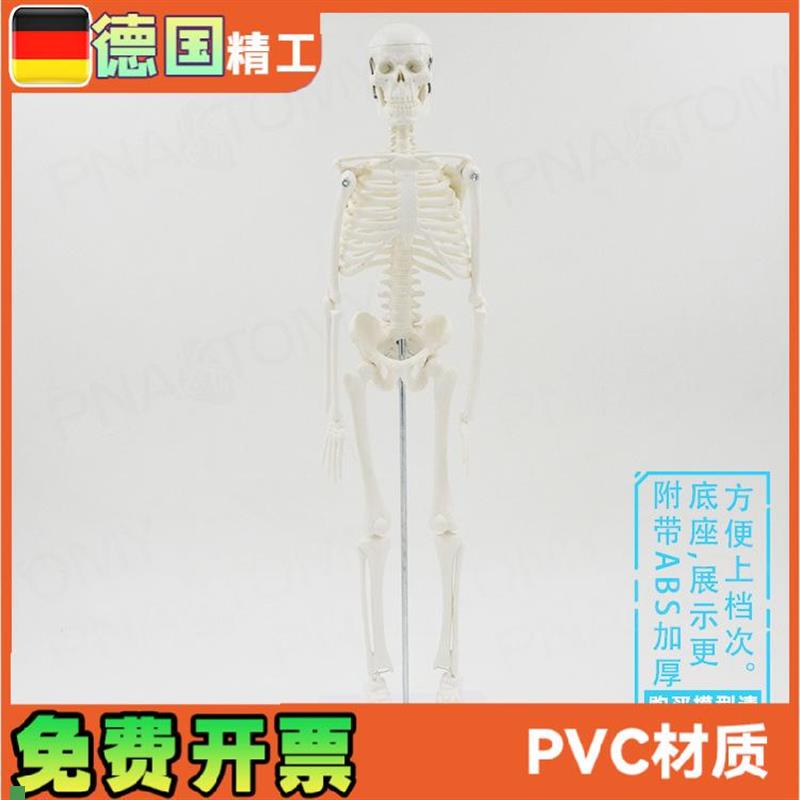 45cm人体全身骨骼模型仿真骷C髅骨架小白可活动瑜伽美术骨科