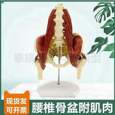 人体脊椎带肌肉模型腰椎腰大肌髂肌坐骨神经耻骨联合骨盆功能演示