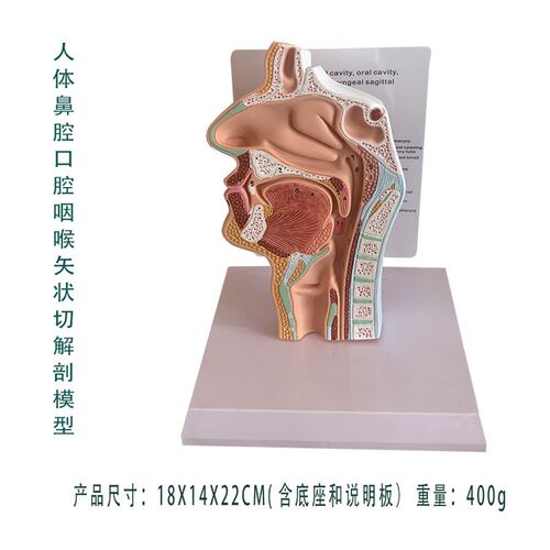 人体鼻腔口腔咽j喉气管食管面部矢状切解剖骨骼教学医学教具包邮