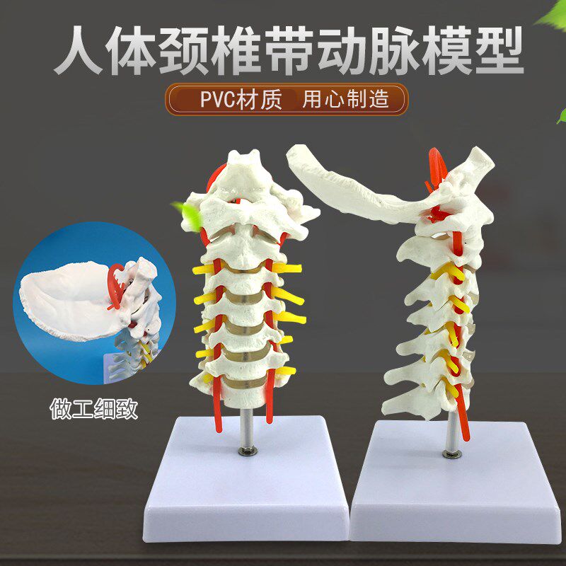 自然大人体颈椎带颈动脉后枕骨椎间盘与神经O骨科模型颈椎枕骨模