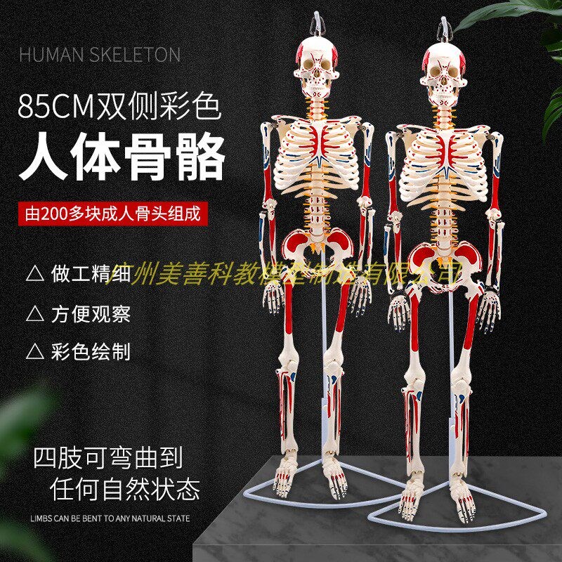 85CM人体骨骼模型附双侧肌肉着色 神经 骨架骨R骼解剖模型脊柱模