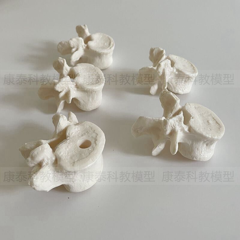 人体脊椎模型散骨颈n椎胸椎腰椎仿真1比1寰椎枢椎正骨盲人按摩瑜