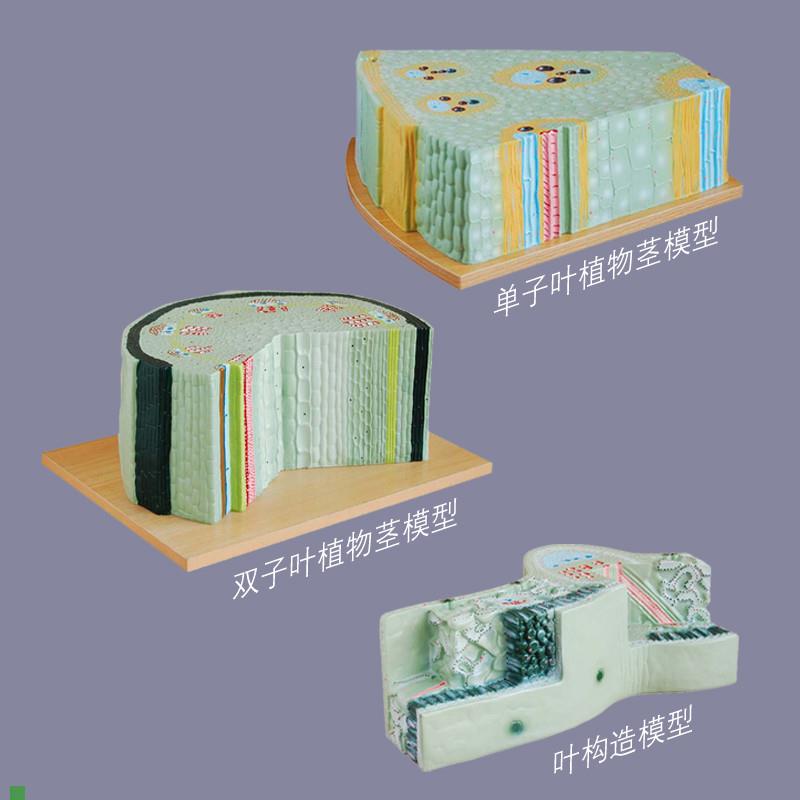 植物细胞模型单双子叶构造组织z结构放大玉米茎初高中生物课教学