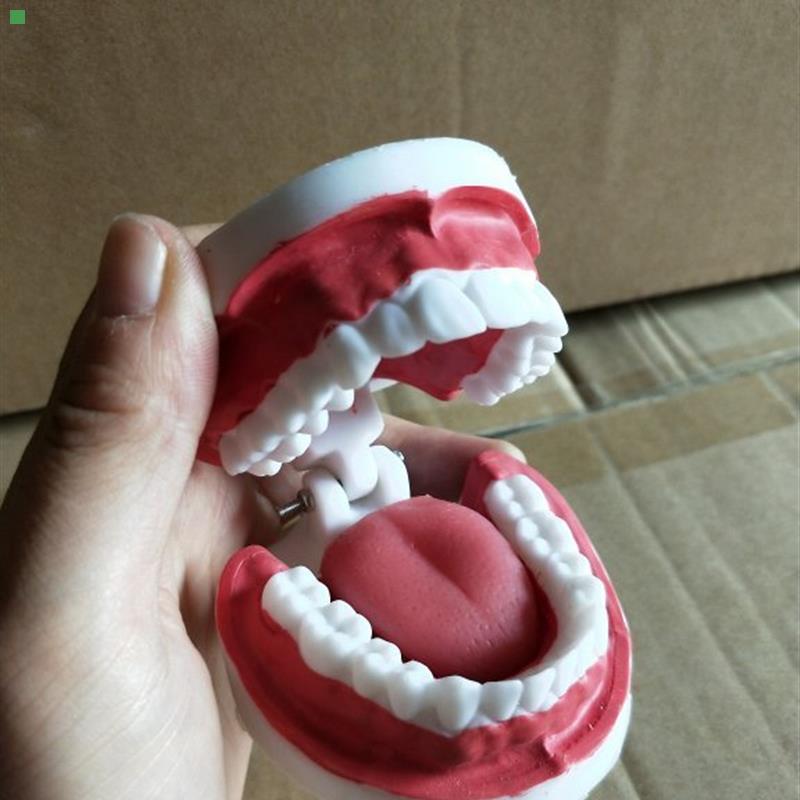 一比一牙齿口腔护理模型 教学益智模型 儿童刷牙演示模型
