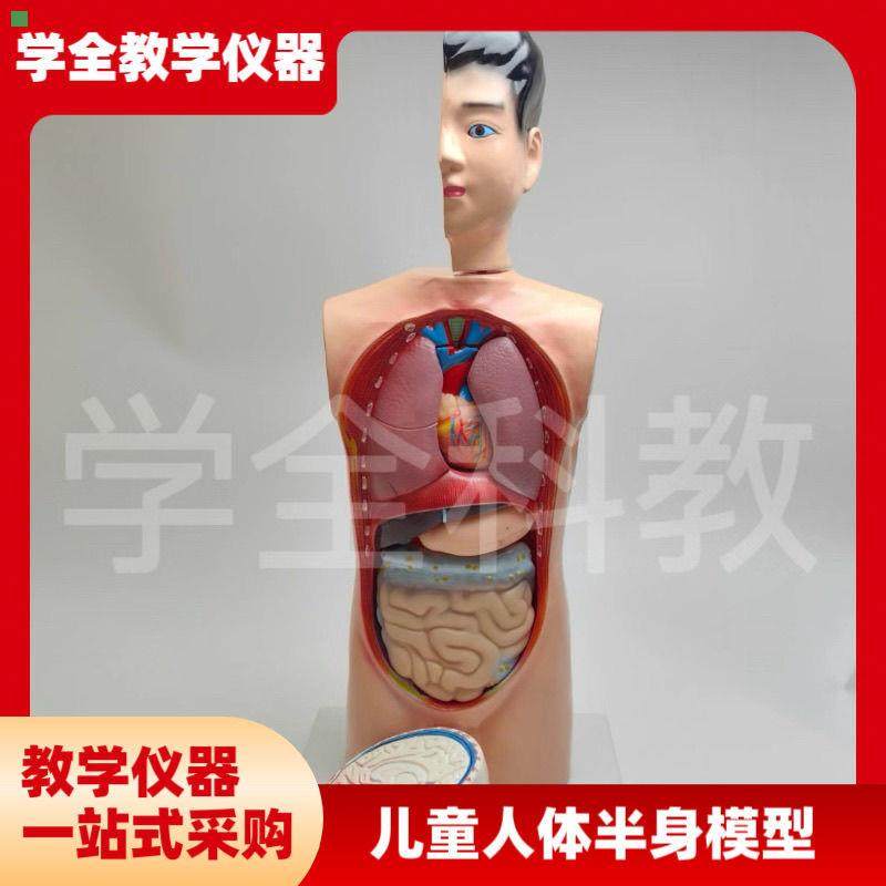 儿童人体半身模型42生物科学探究人体内脏器官认识内部构造可拆卸