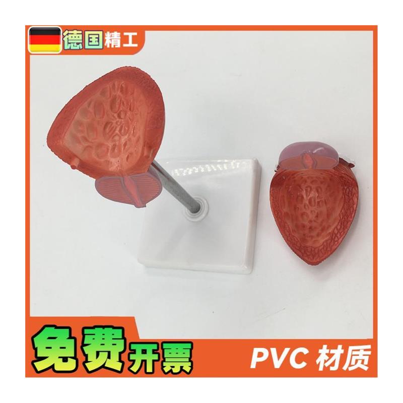 教学仿真膀胱模型人体膀胱解剖标本2部件正常自然大膀胱医疗教具