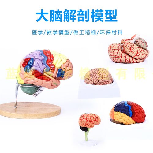 进口模型 自然大脑解剖模型 脑动B脉解剖模型 神经科脑模型 脑模