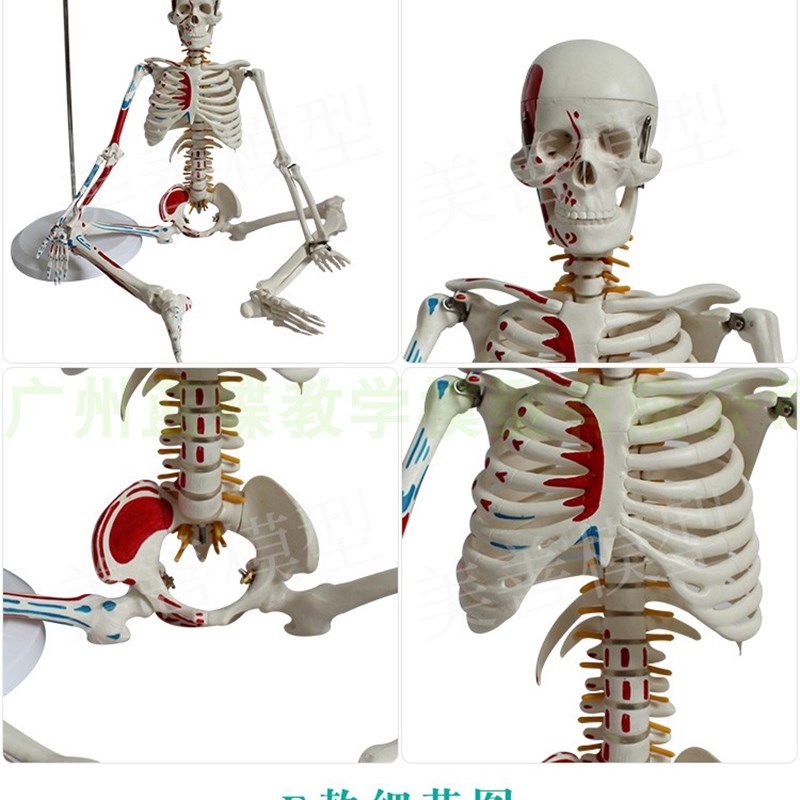 85CM人体骨骼带神经带椎间盘模型 骨架附肌肉起止点着色.模型 神