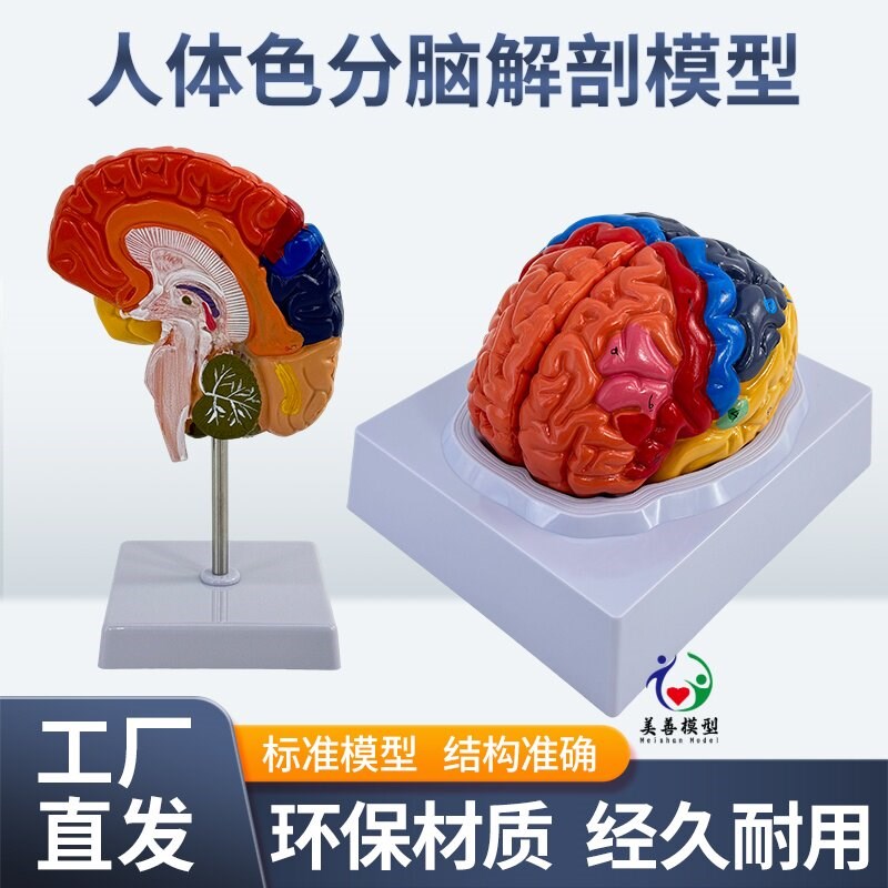 脑模型脑功能区域色分模型v人体大脑解剖模型人脑动脉构造脑神经