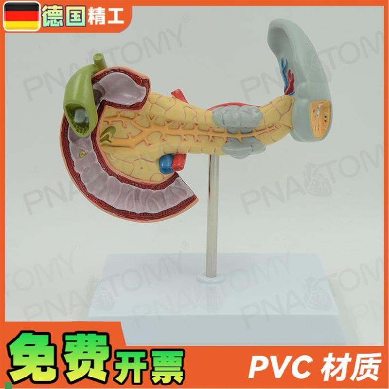 德国】人体内脏i解剖胰脾十二指肠胰腺肝模型教学内科医学教具