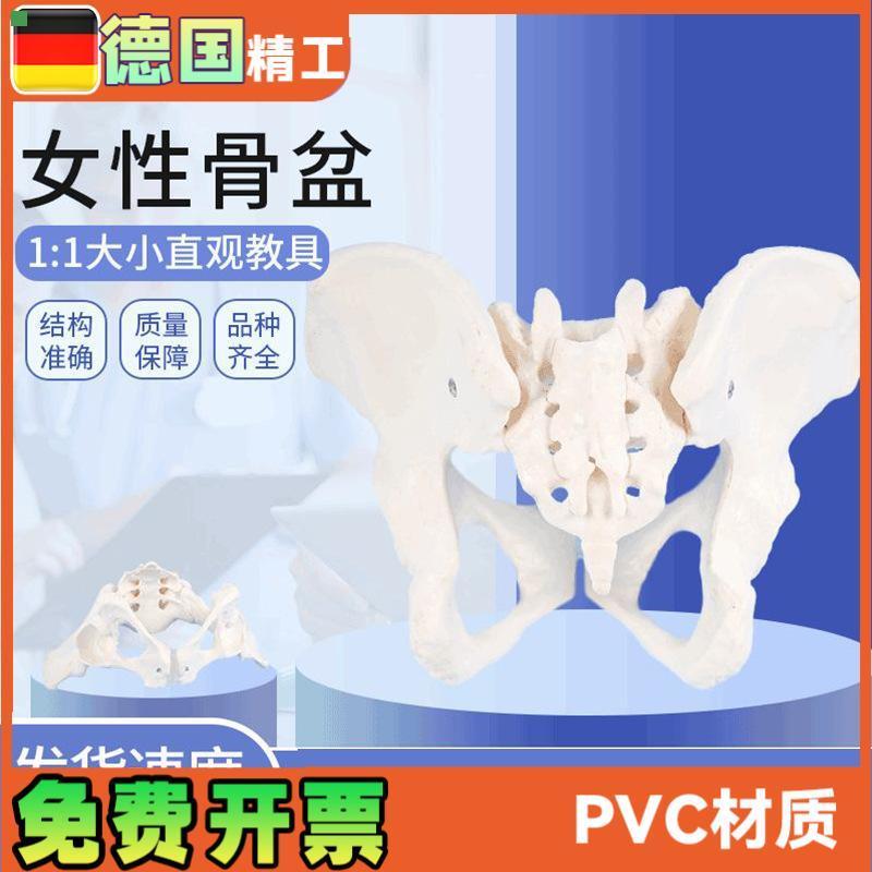 女性骨盆模型1比1女盆腔关节骶骨耻骨结构妇产科展示教具骨骼解剖