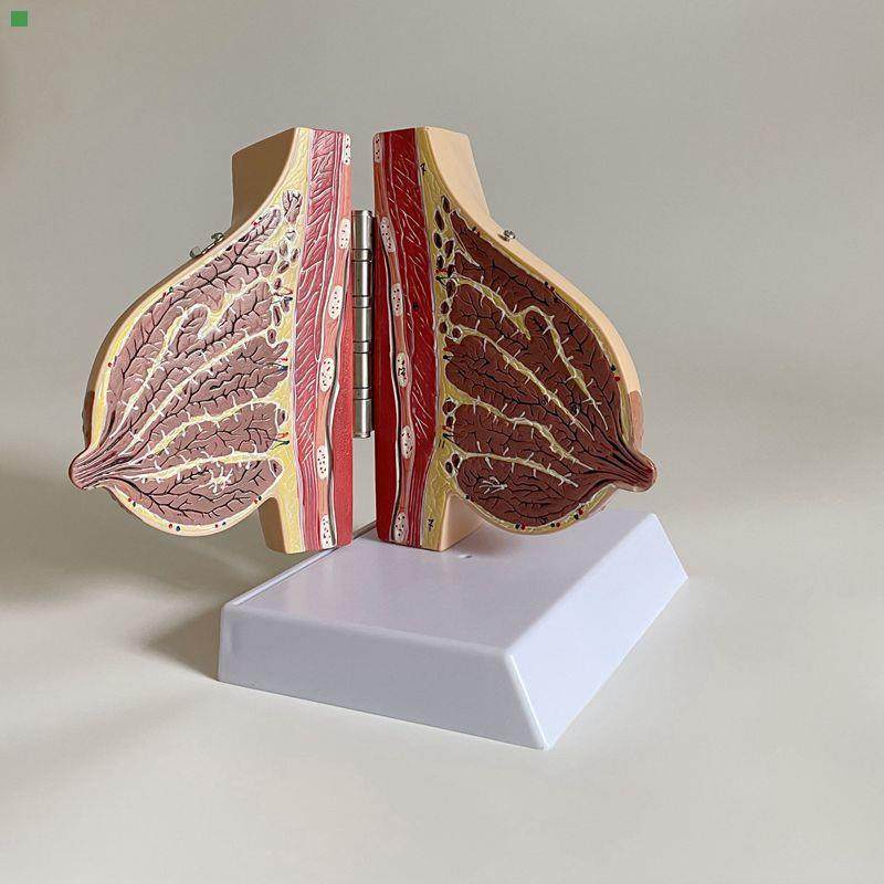 乳房模型哺乳期静止期乳腺乳晕妇产科家政月嫂培训月子产康技校用