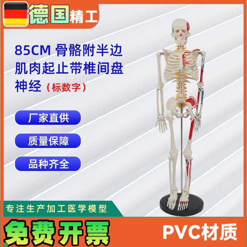 85CM附半边肌肉起止r带椎间盘神经骨骼(数字标示)医药教学器材
