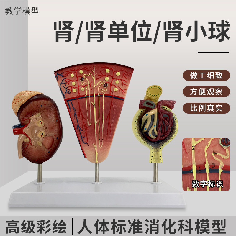教学教具 彷真人体肾脏模型 肾B 肾剖面 肾单位肾小球标本3部件