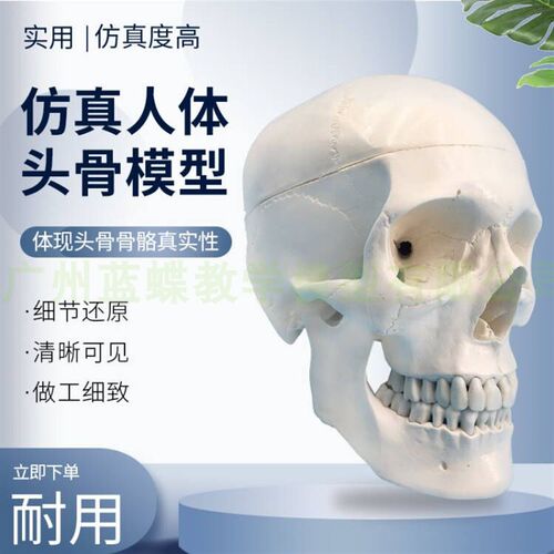教学仿真1:1自然大头r颅骨标本数字标识解剖仿真骷髅标准头骨模型
