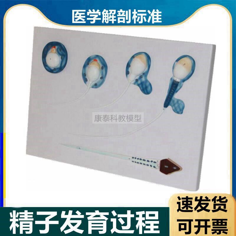 精子模型男性生殖精子生s长发育过程睾丸解剖放大输精管男科医患