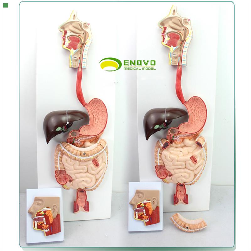 ENOVO颐诺医学 人体消化系统模型化道腺消化内科解剖结构器官教具