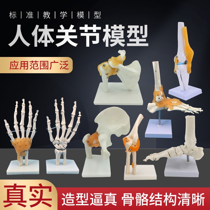 人体膝关节功能模型肩关节肘关节手E关节脚关节髋关节可动骨骼模
