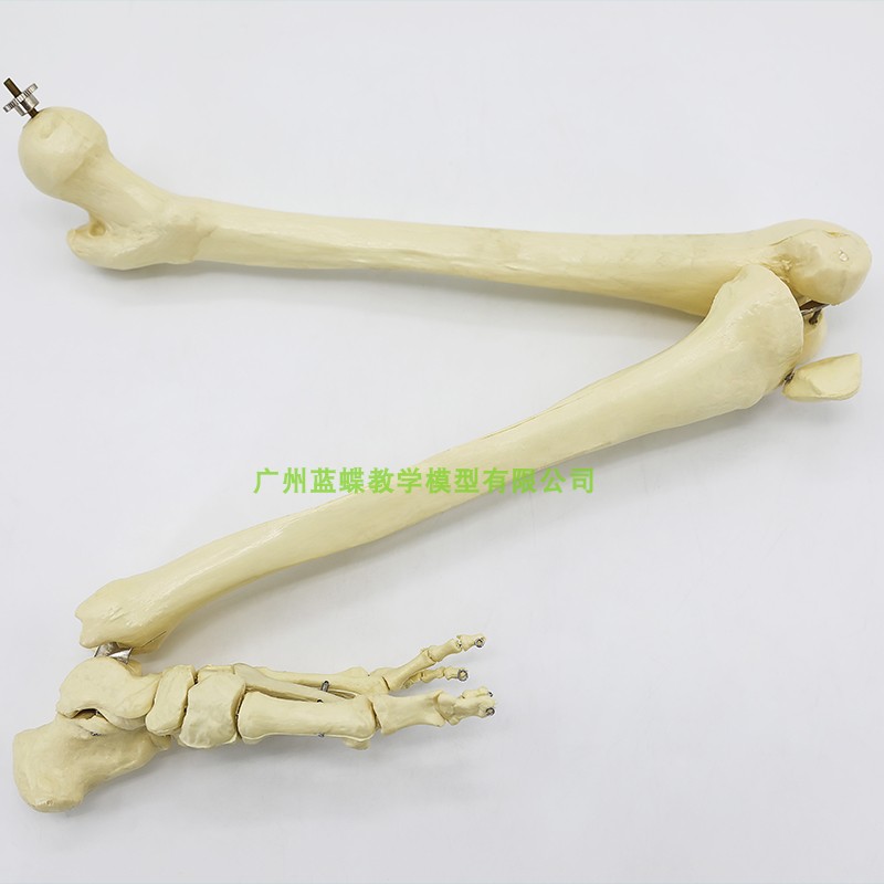 自然大 下肢大腿骨脚掌模型 z上肢骨骨骼模型 成人手臂 人体骨骼