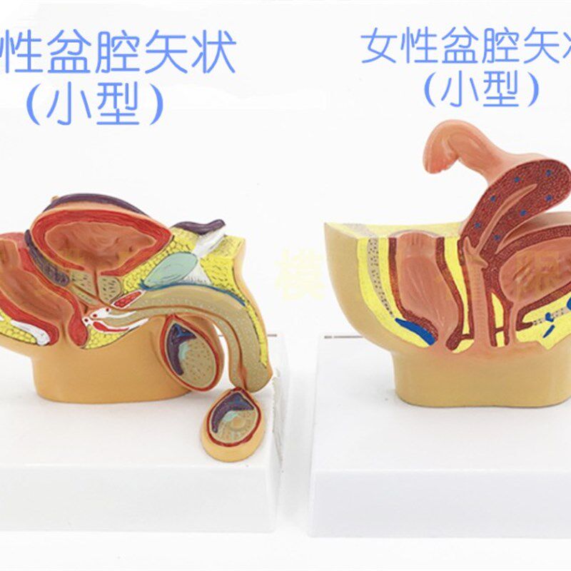 小型 男性盆g腔模型 人体盆腔矢状解剖 睾丸 前列线 泌尿系统模型