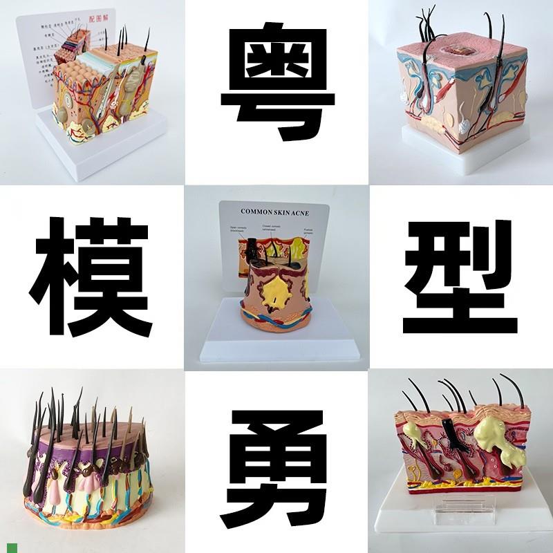 35倍人体皮肤组织结构放大解剖模型医学美容整形立体Y皮肤放大模