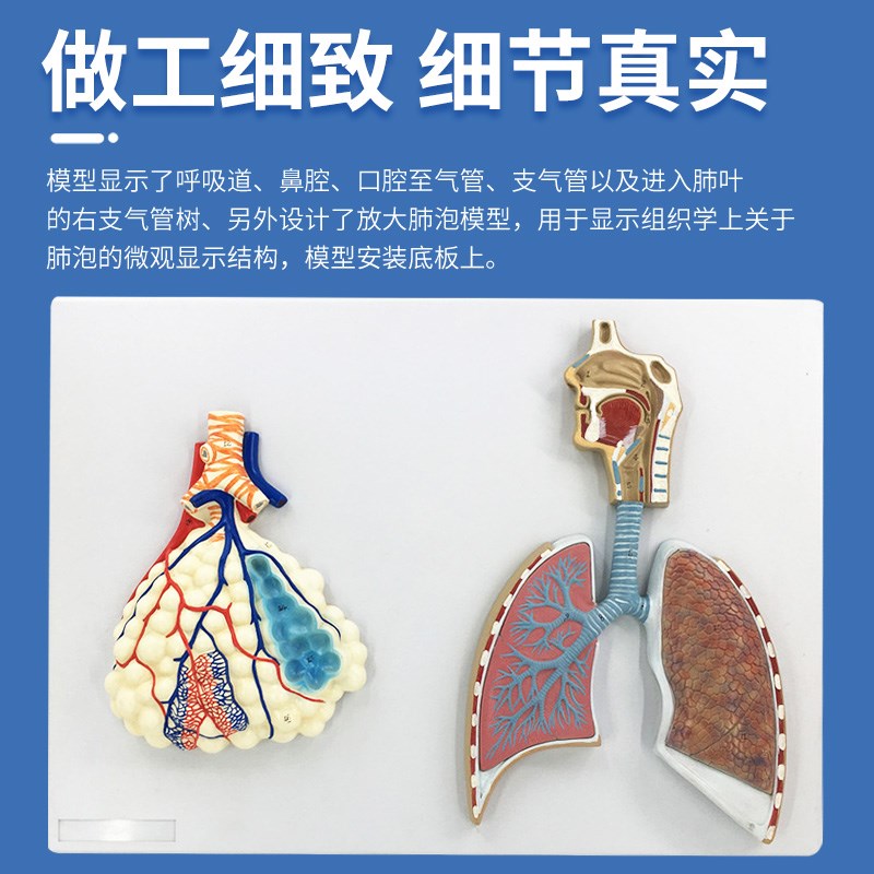 人体呼吸系统解剖模l型 肺解剖呼吸系统浮雕模型 肺泡放大解剖模