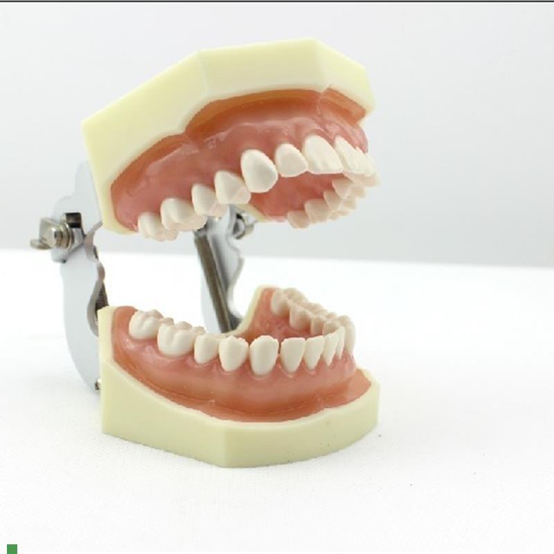 颐诺正品口腔修复模型齿科备牙体窝G洞制备排龈仿真离体牙执业考